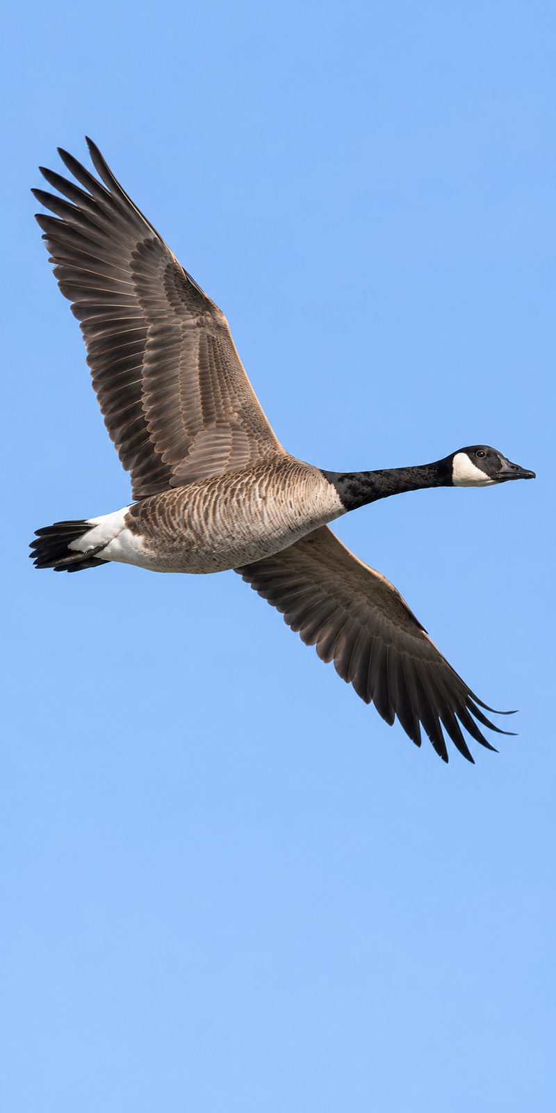 Avian and migratory bird tracking research