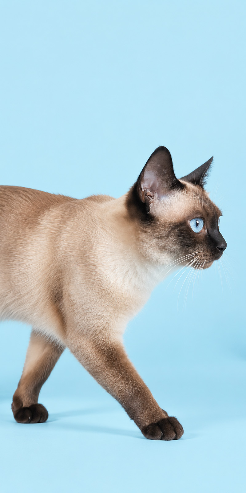 Small-animal and companion-animal behavior studies