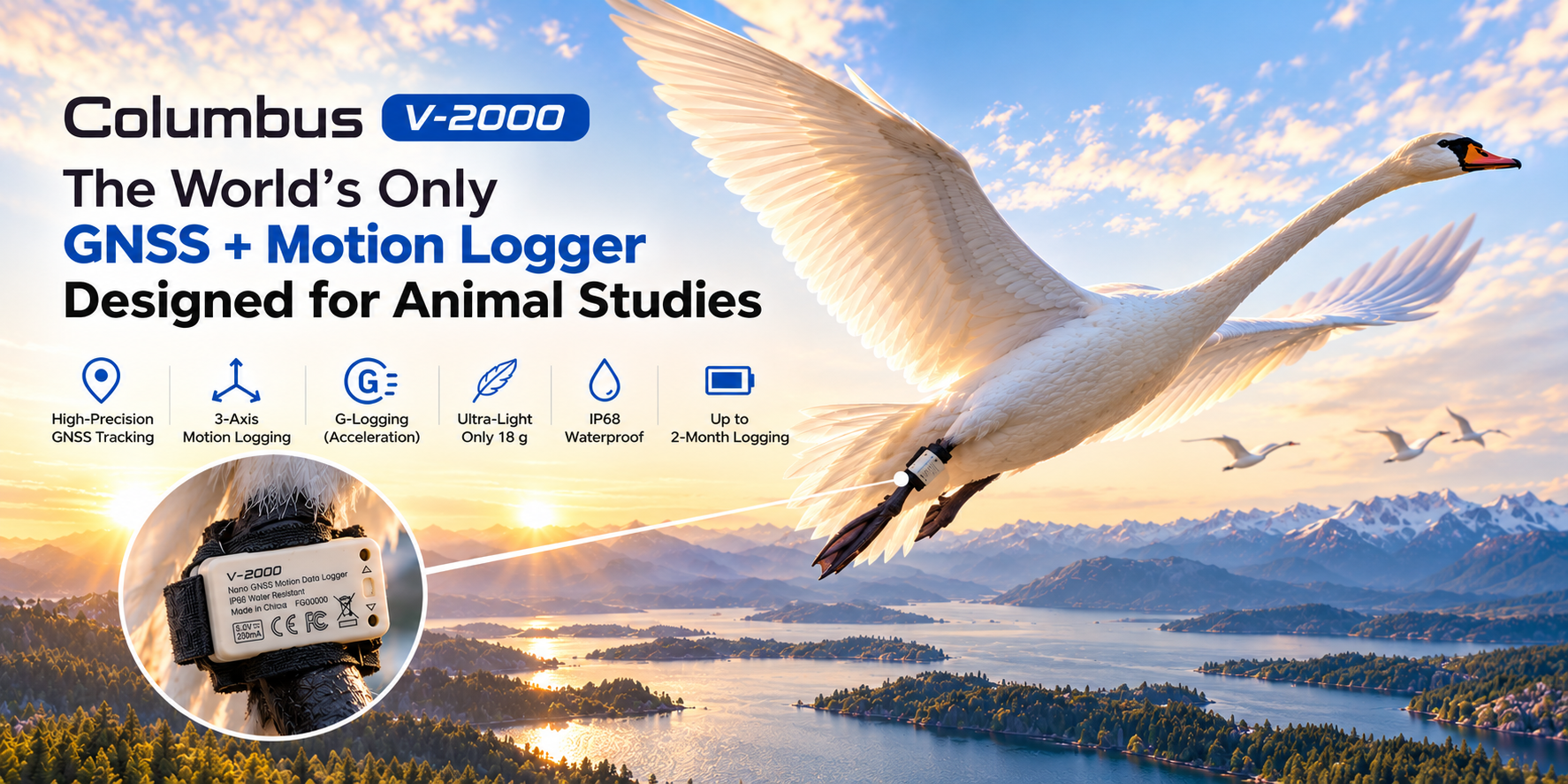 Columbus V-2000 on a swan for avian wildlife tracking